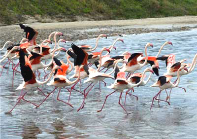 Flamingos