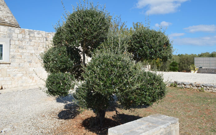 Olive-tree