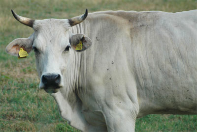 Chianina