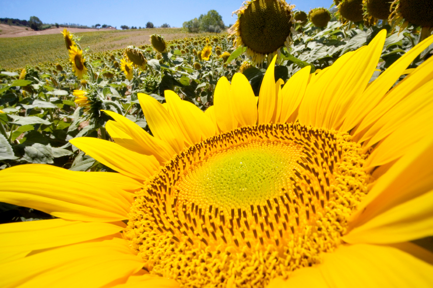 Sunflowers in Tuscany