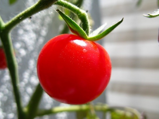 Super healthy tomato grown near our hotels in Tuscany with Essential Italy