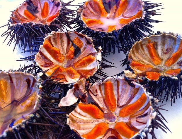 Ricci sea urchin food festival Sardinia luxury holidays Essential Italy