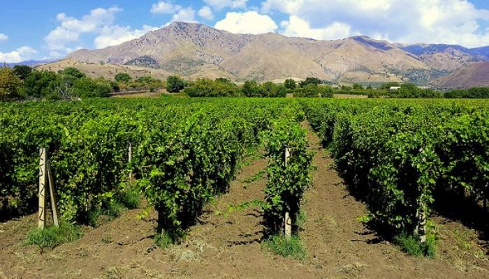 Volcanic vineyard Sicily top wine trends at luxury villas in Italy Essential Italy