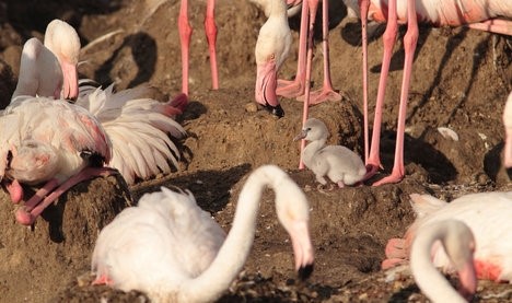 Flamingo chicks born near the best hotels in Italy