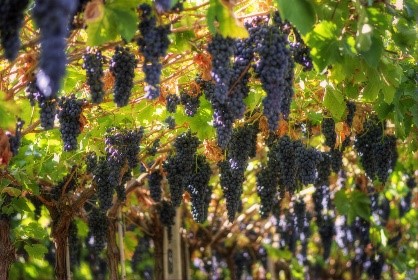 Grapes ready for the wine harvest near our Abruzzo hotels and villas