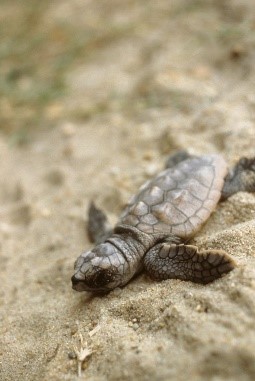 Baby loggerhead sea turtle on the beach near our villas in Sicily