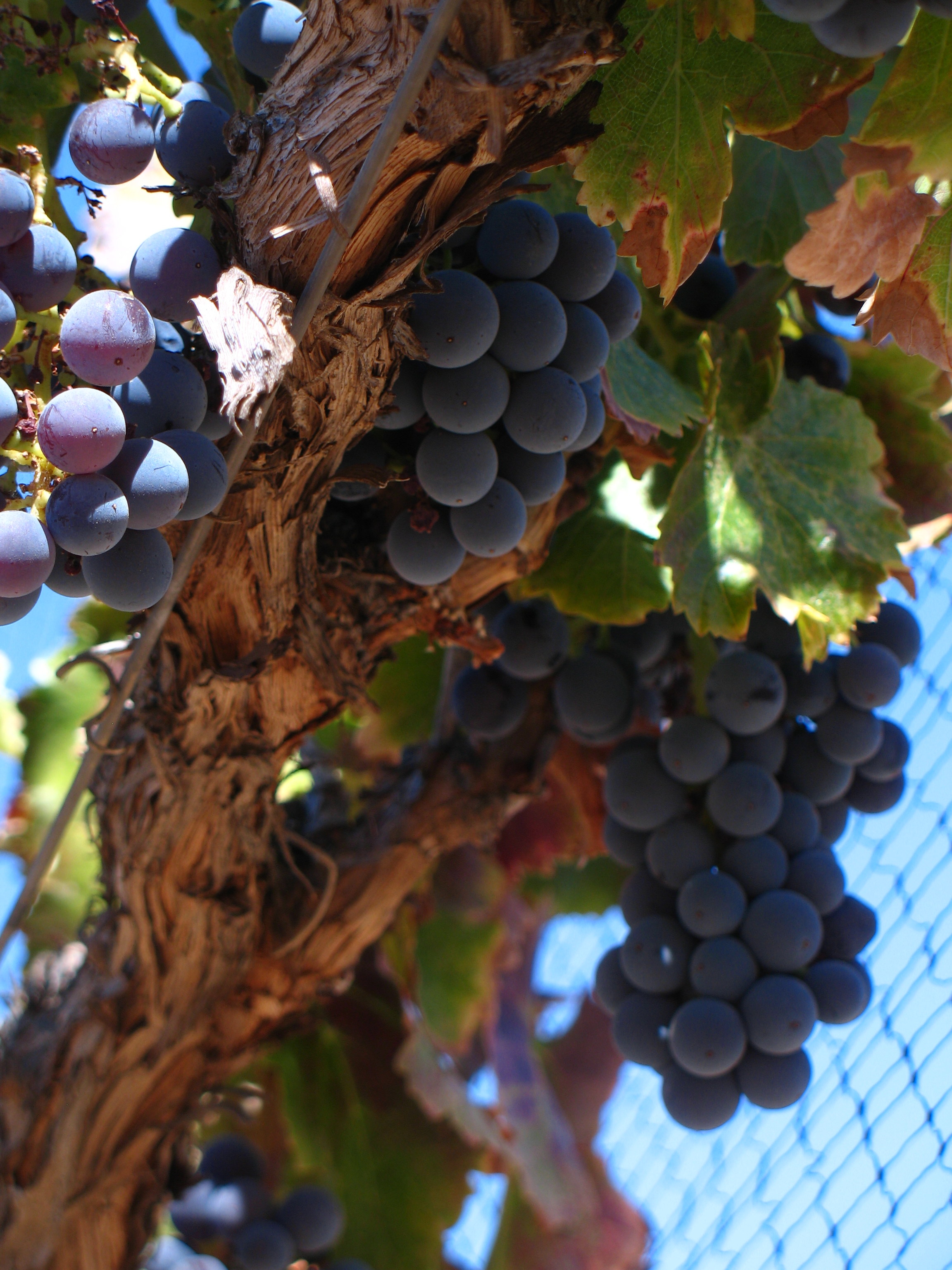 A summer heatwave and an absence of rainfall isn’t going to stop Italian winemakers producing their delicious wine. Find out more here: