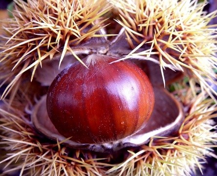 Sample the famous local chestnuts near our villas in Tuscany