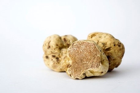 White truffle festival near our holiday villas in Tuscany