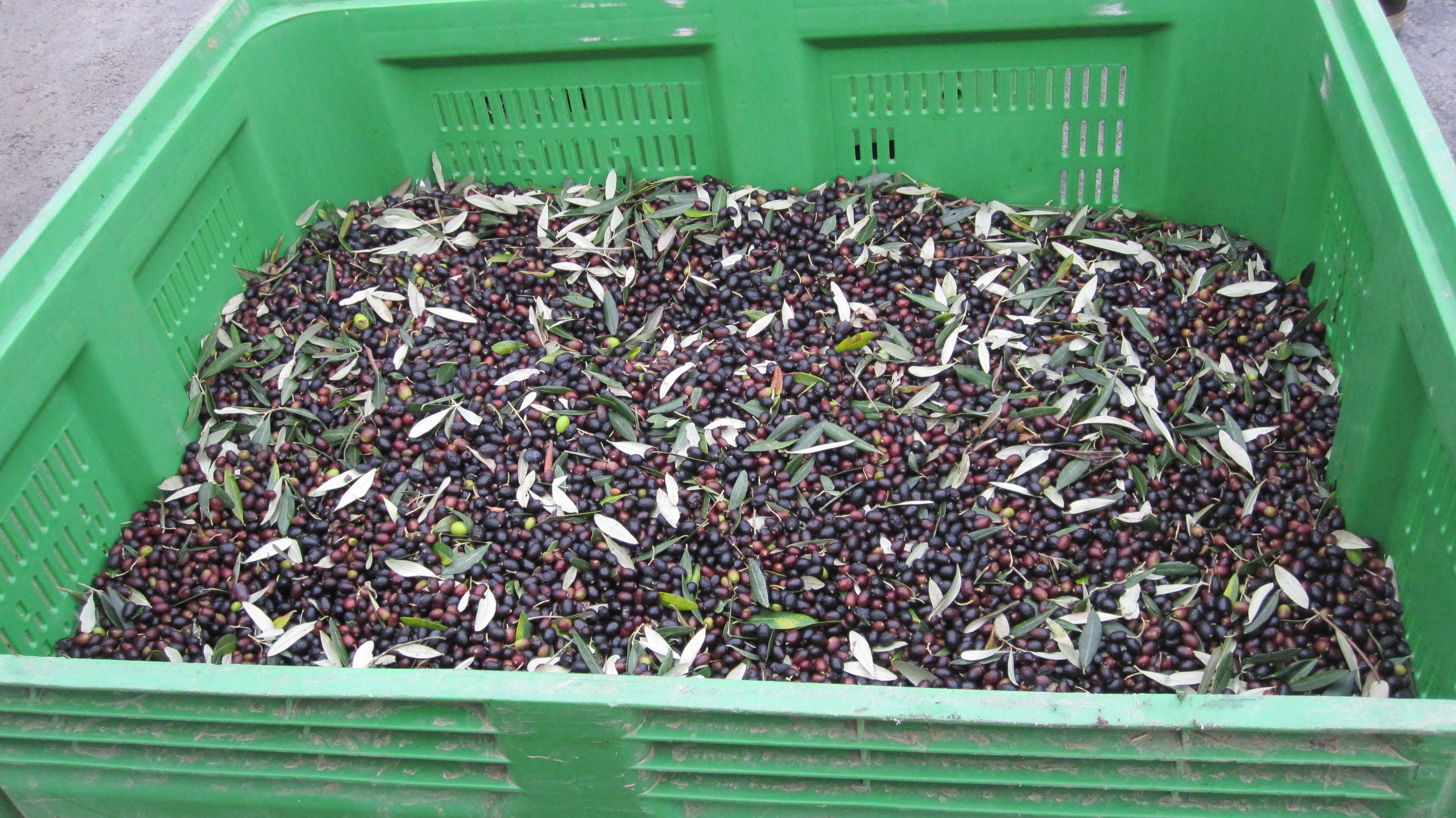 Olives before they are pressed near our Tuscany holiday villas