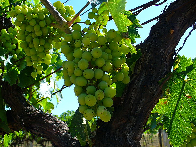 800px-Trebbiano_d'_Abruzzo_grapes_before_veraison