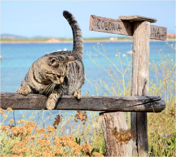 Cat sanctuary on a Sardinia beach near our villas to rent in Italy