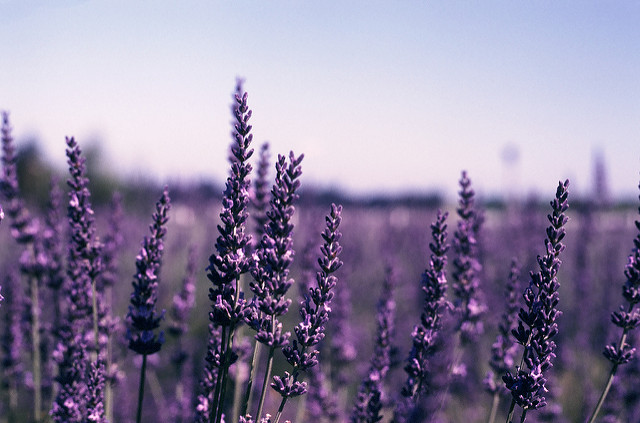 Visit the Festival of Lavender in Assisi near our Umbria apartments