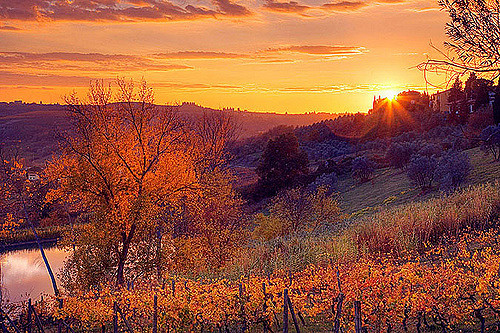 Sunset on Autumn vineyard on Italian holidays. 