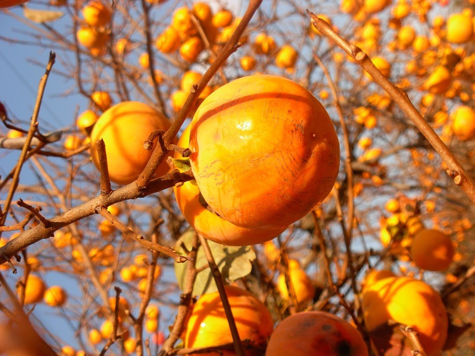 Orange persimmons fruits found in the autumn in Italy 