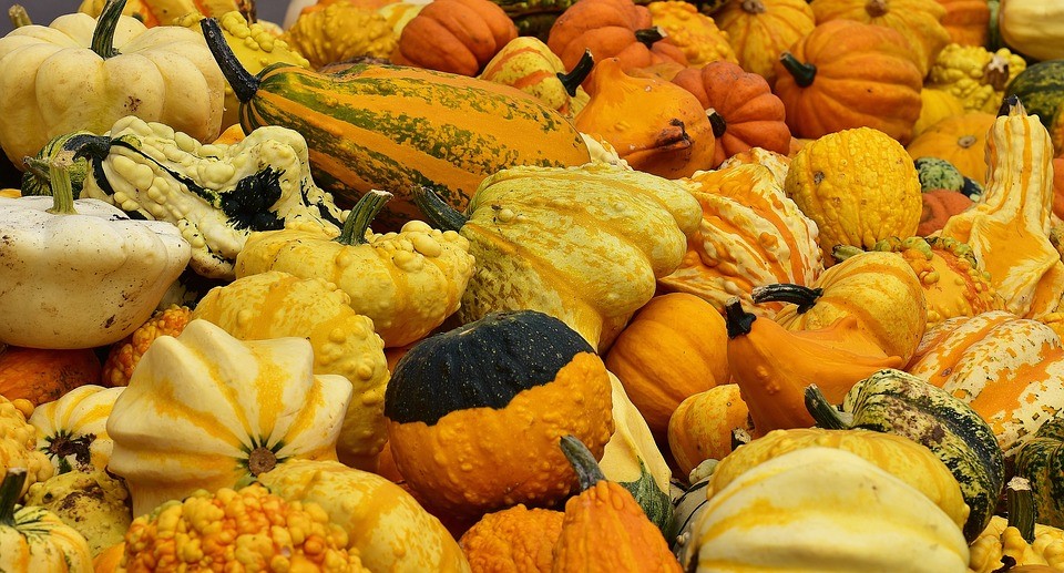 A mixture of pumpkins and squash fruits in Italy 