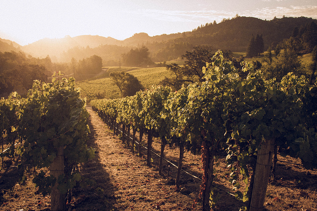 Vineyards near our villas in Tuscany play Mozart for sweet grapes. 