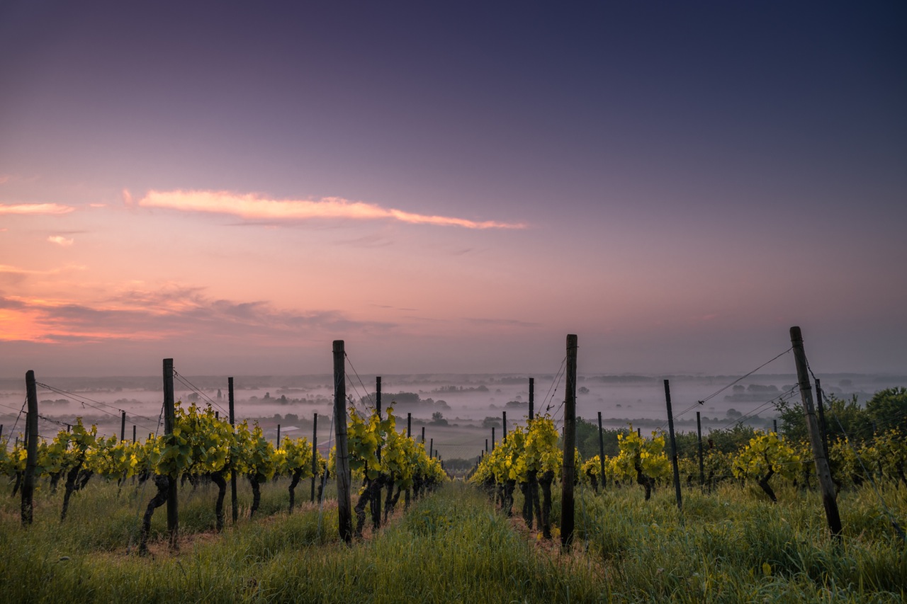 Sunset over Italian vineyard close to our villas in Italy