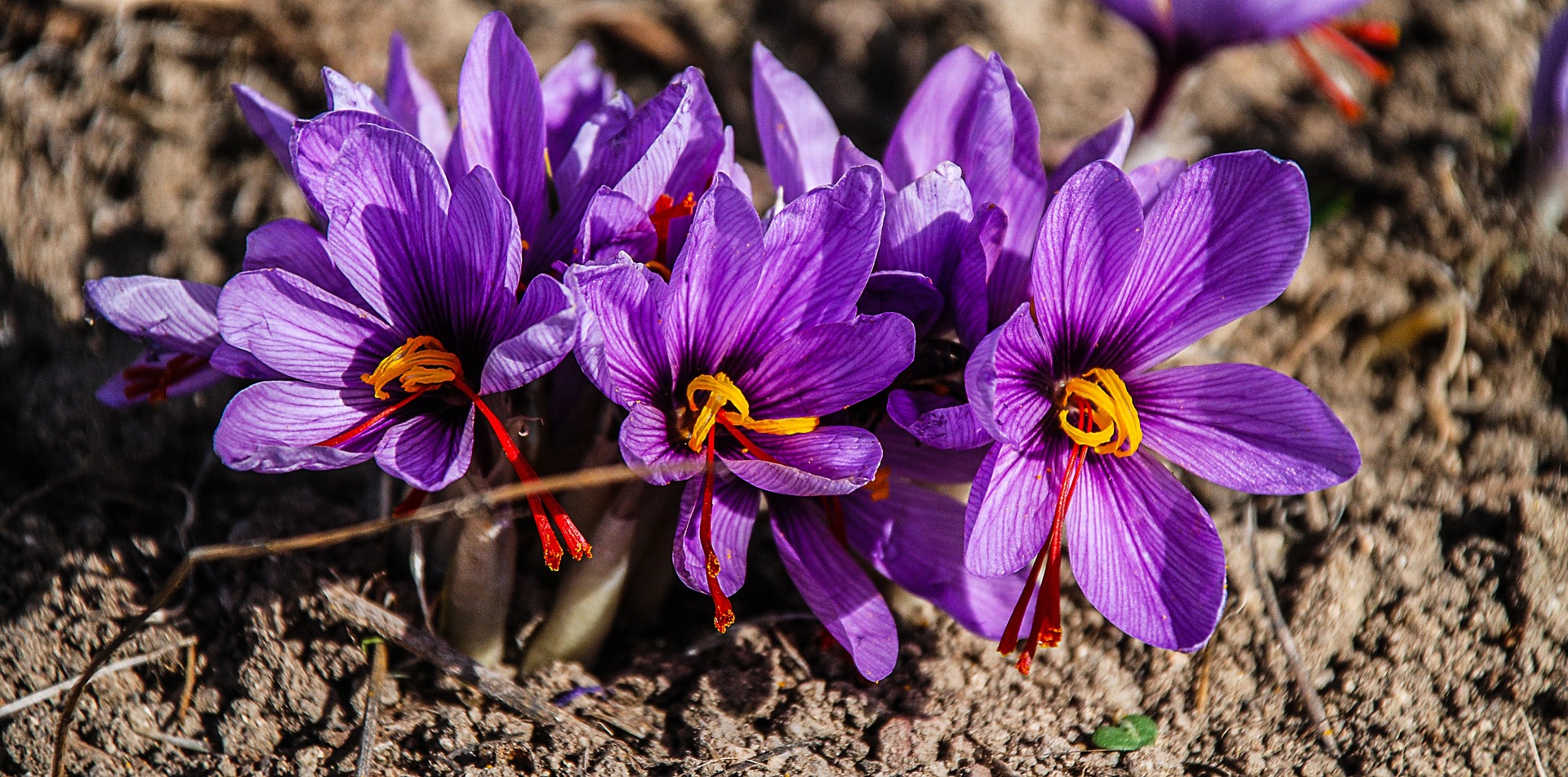 Saffron crocuses grown near our luxury hotels, Umbria.