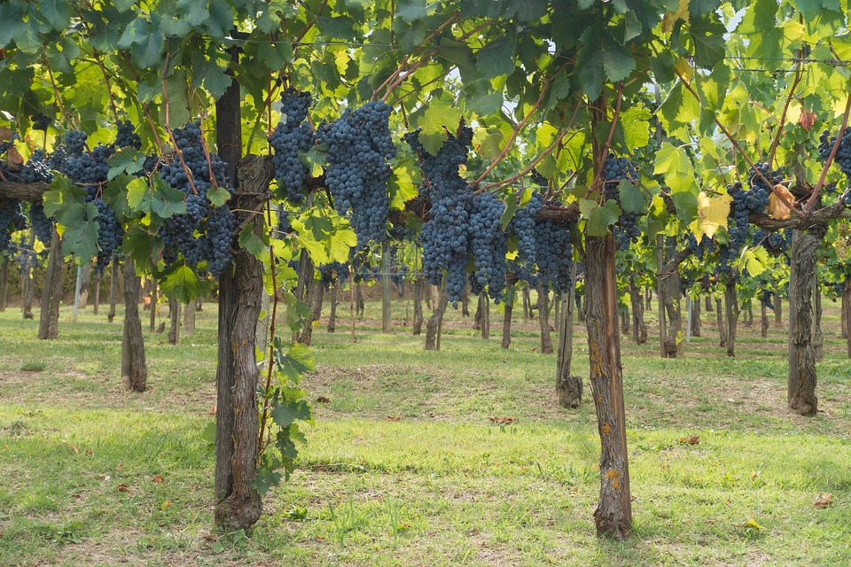 Grapes at a vineyard in Italy