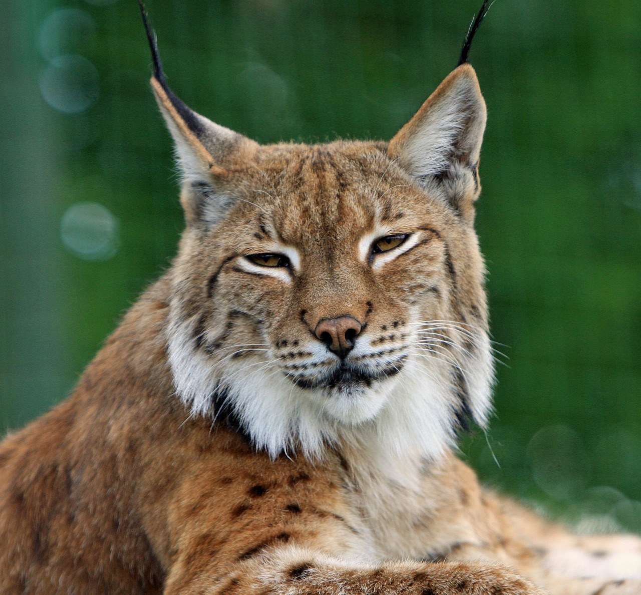 lynx can be seen in Italy