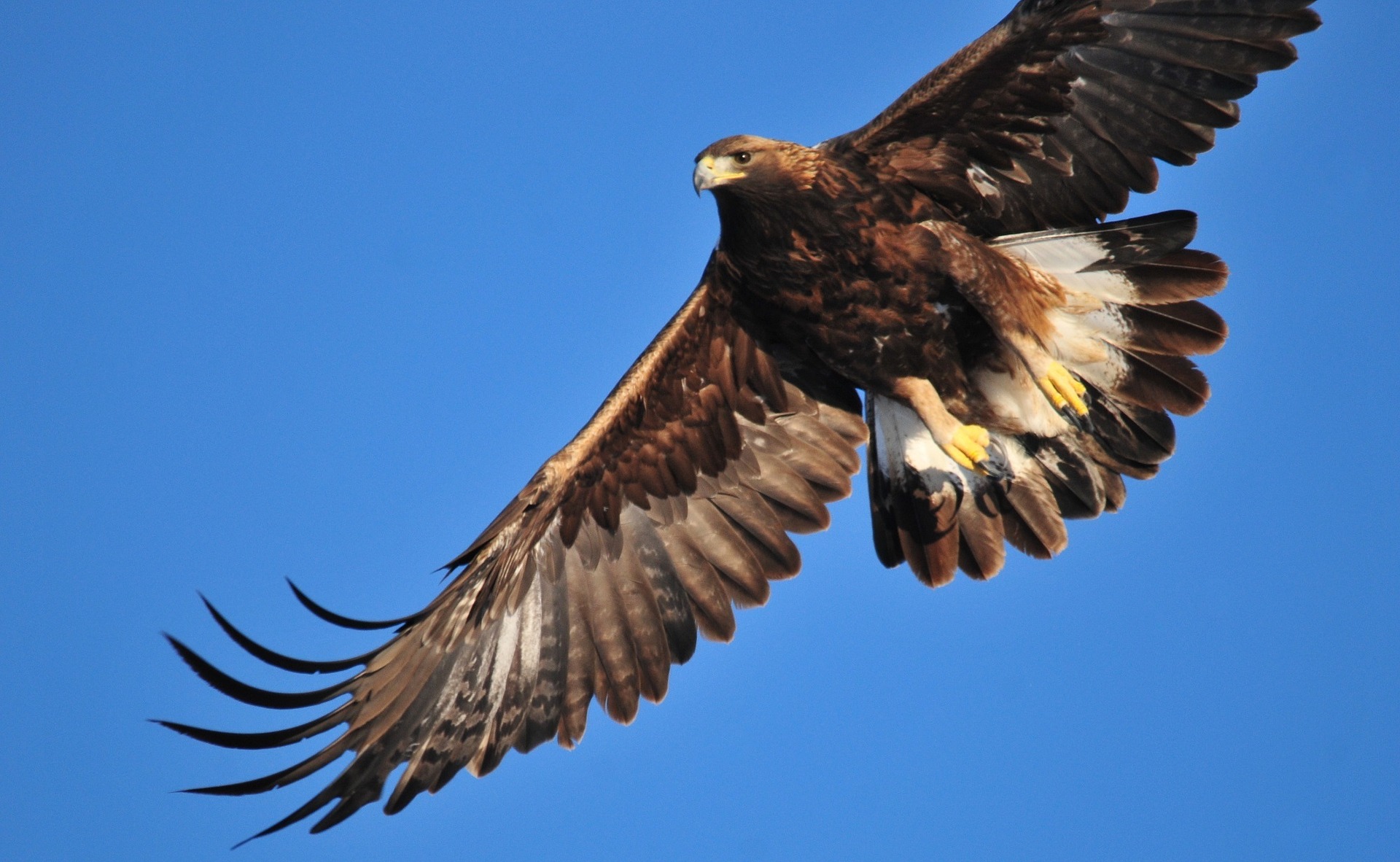 Golden Eagle in Italy