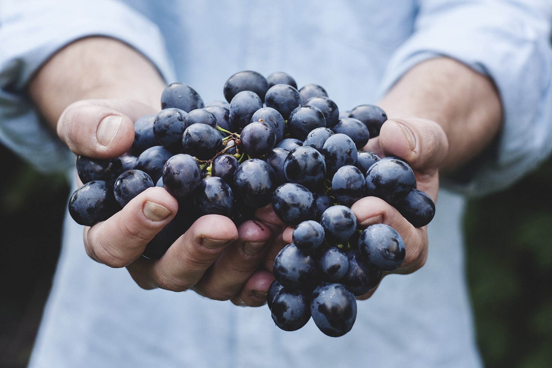 grapes near Italian Villas