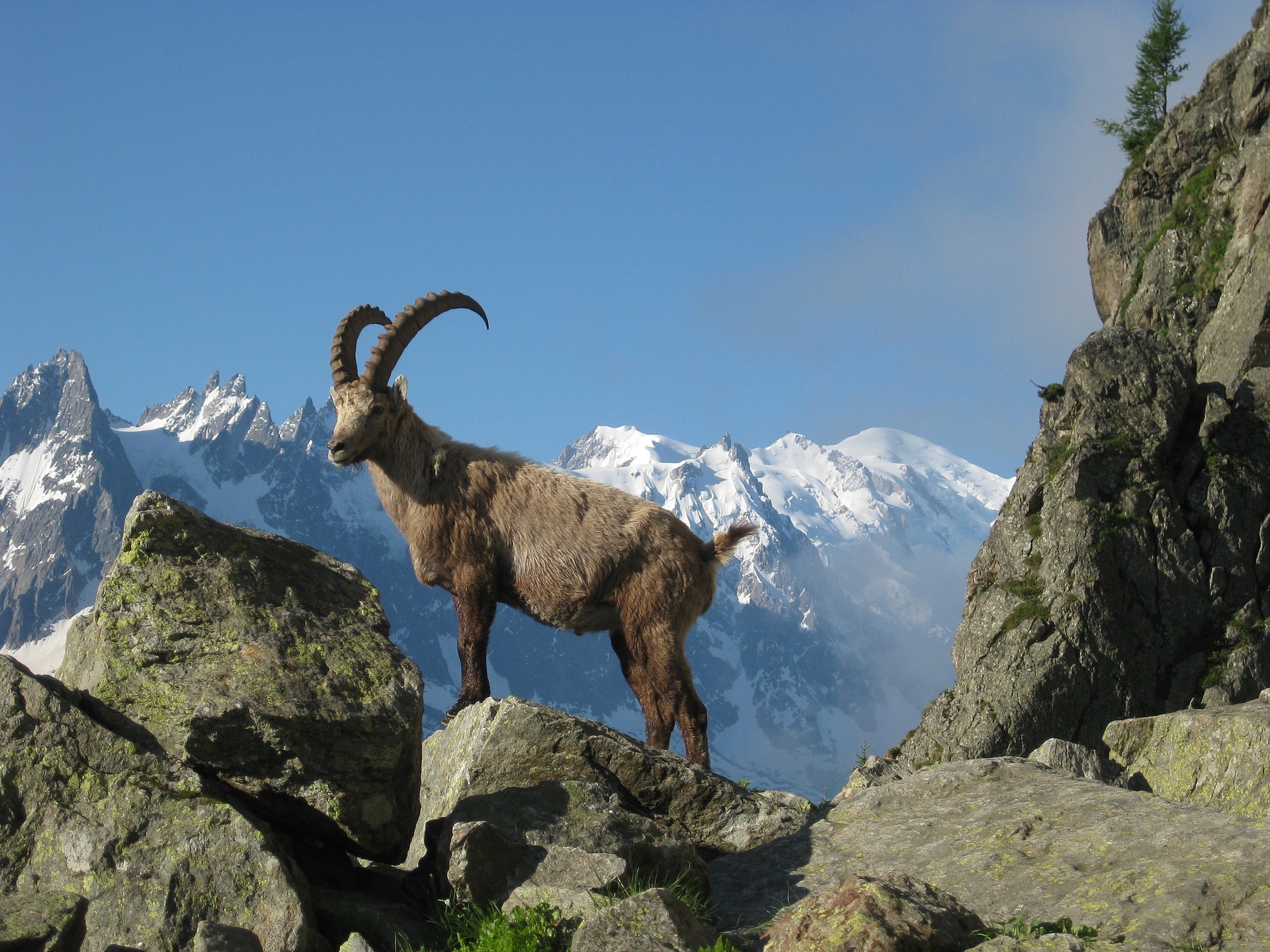 Ibex on a snow capped mountain