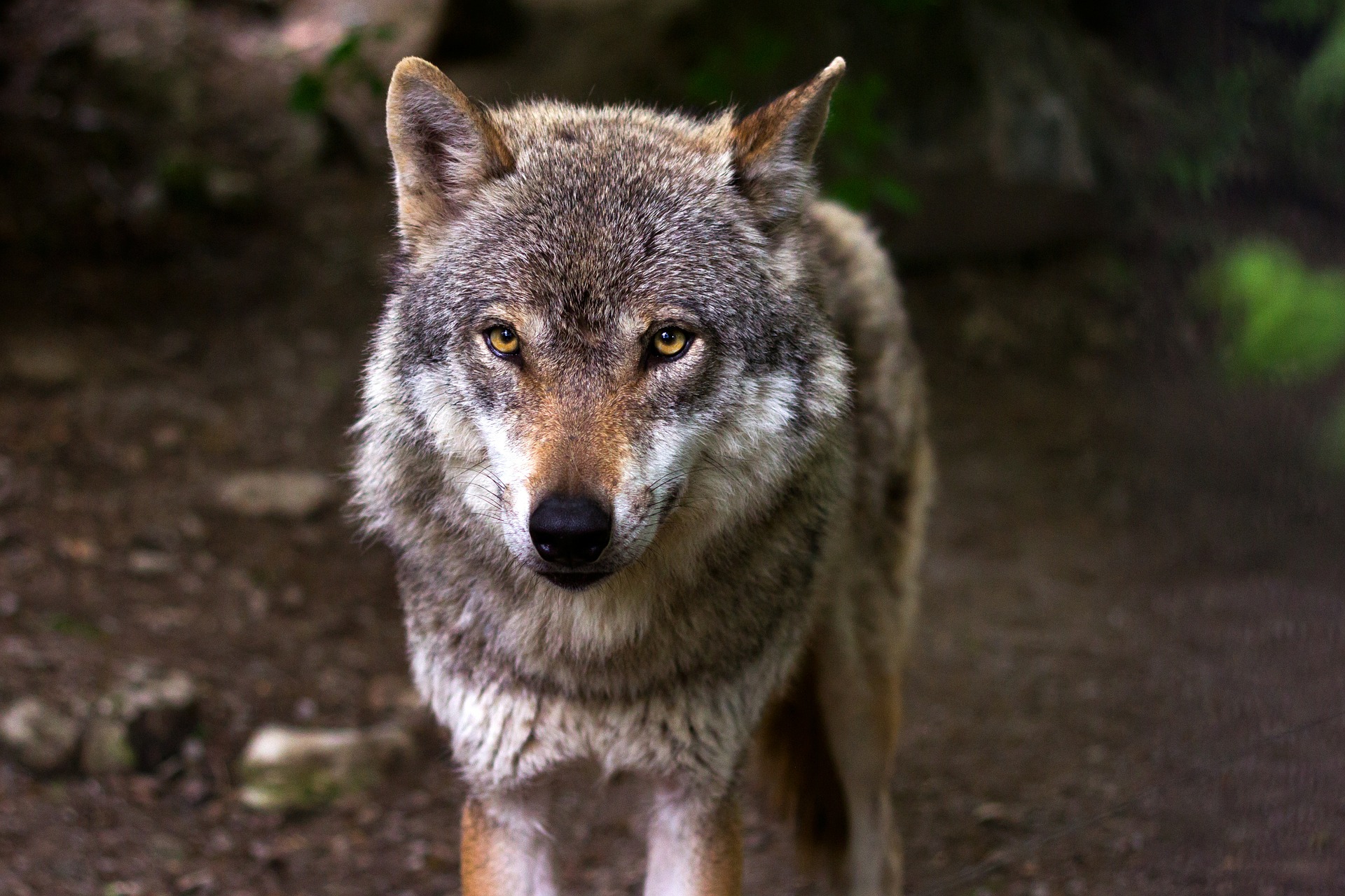 grey wolf, found in Italy