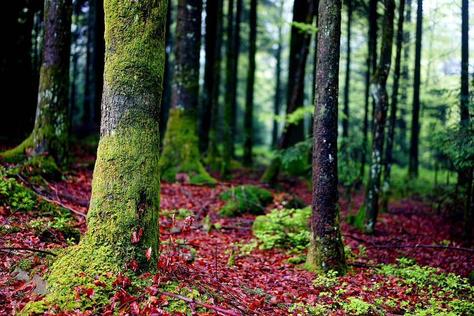 Beech trees in Tuscany that have made UNESCO status 