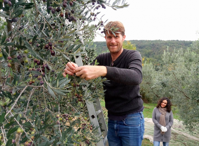 Co-founder, Ian picks olives.