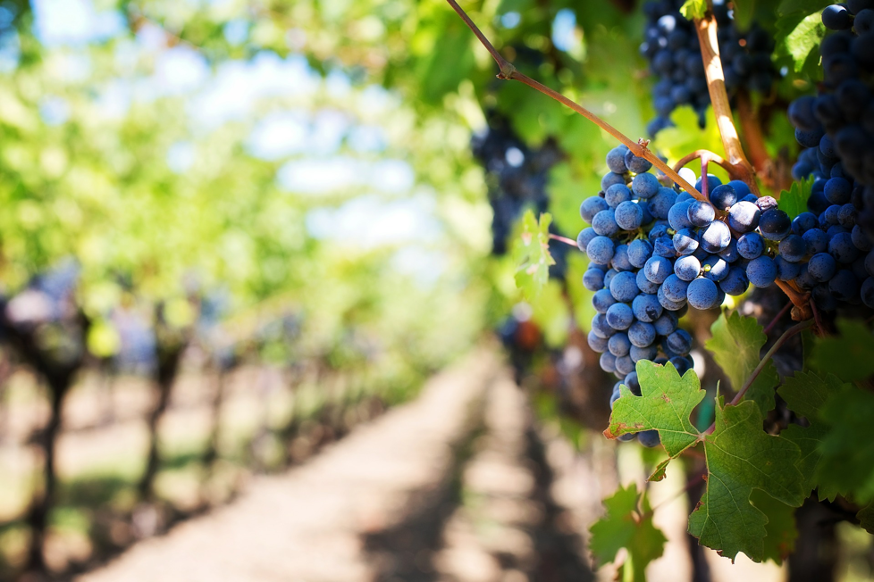 Sicilian grapes used for making wine in a vineyard in Italy 