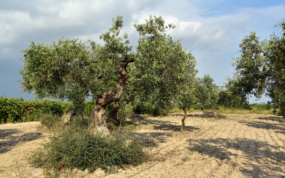  An old olive tree