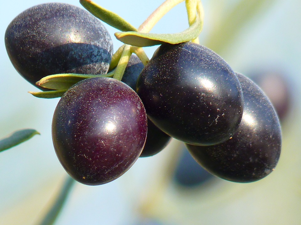 8 Interesting Facts About The Olive Tree Essential Italy