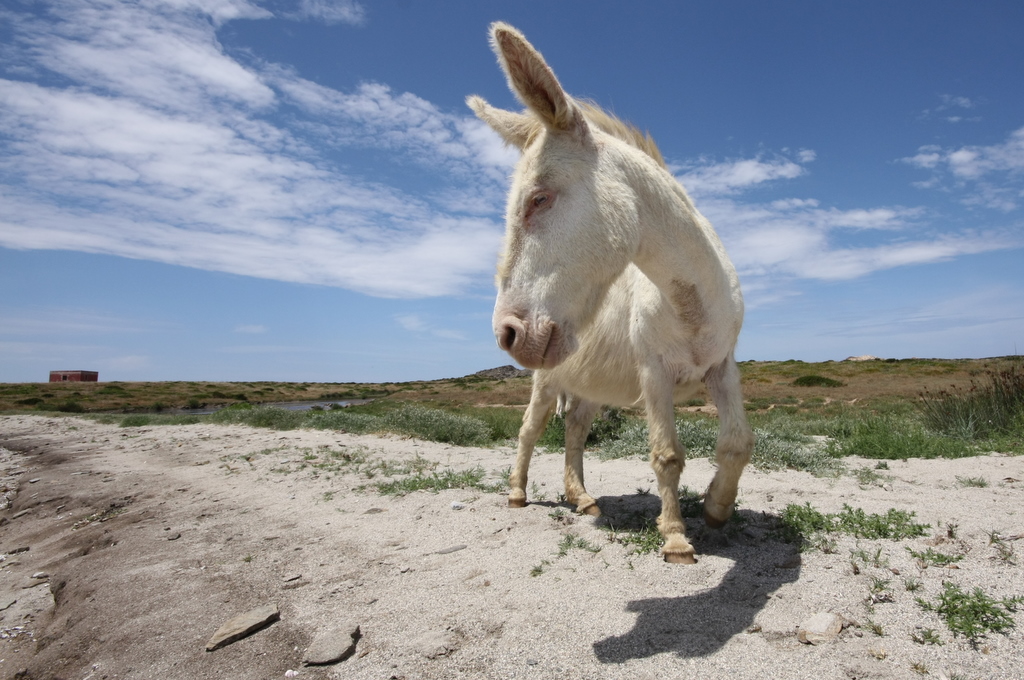 A donkey on the sand at Asinara National Park