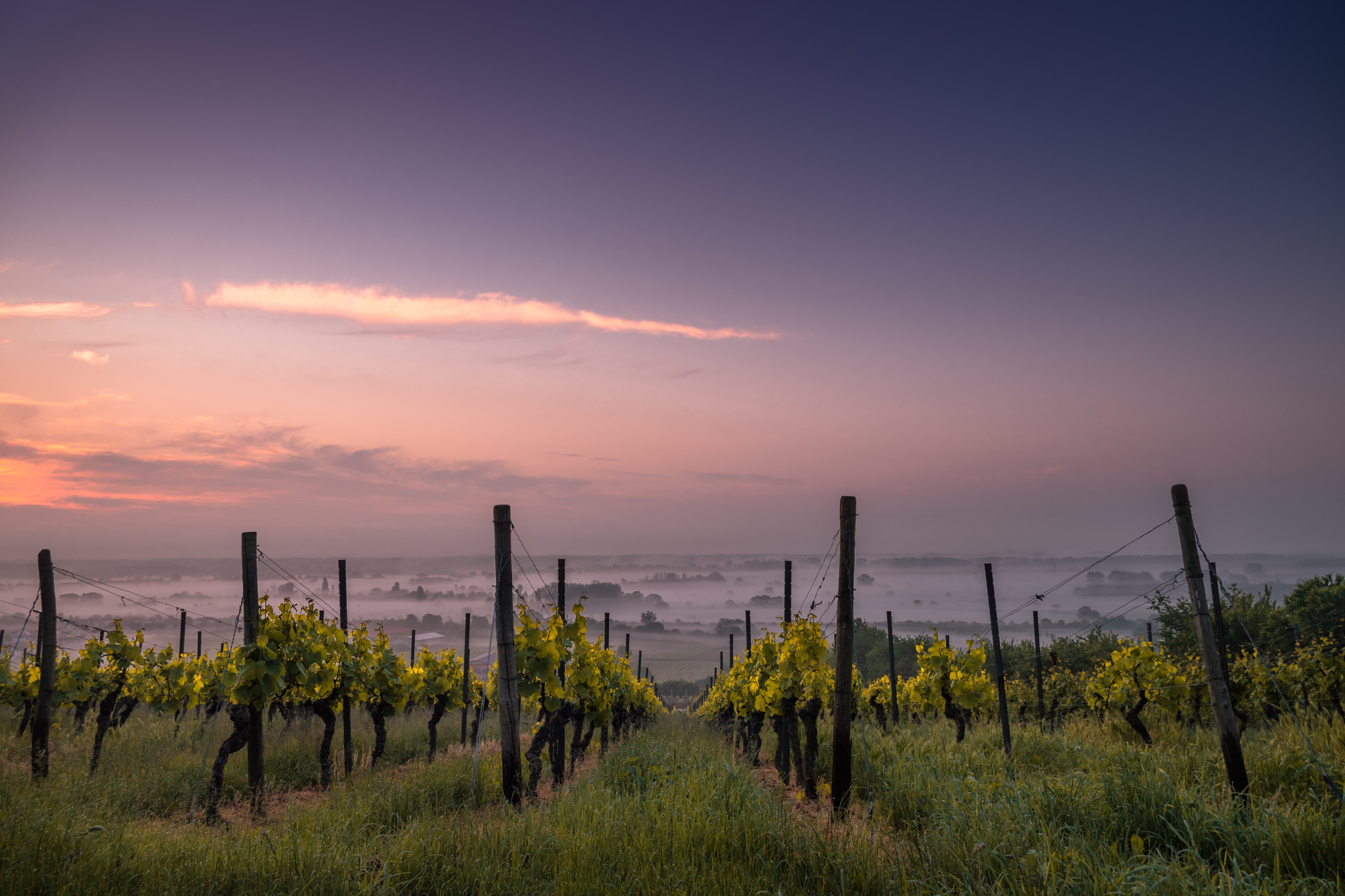 A vineyard in Tuscany