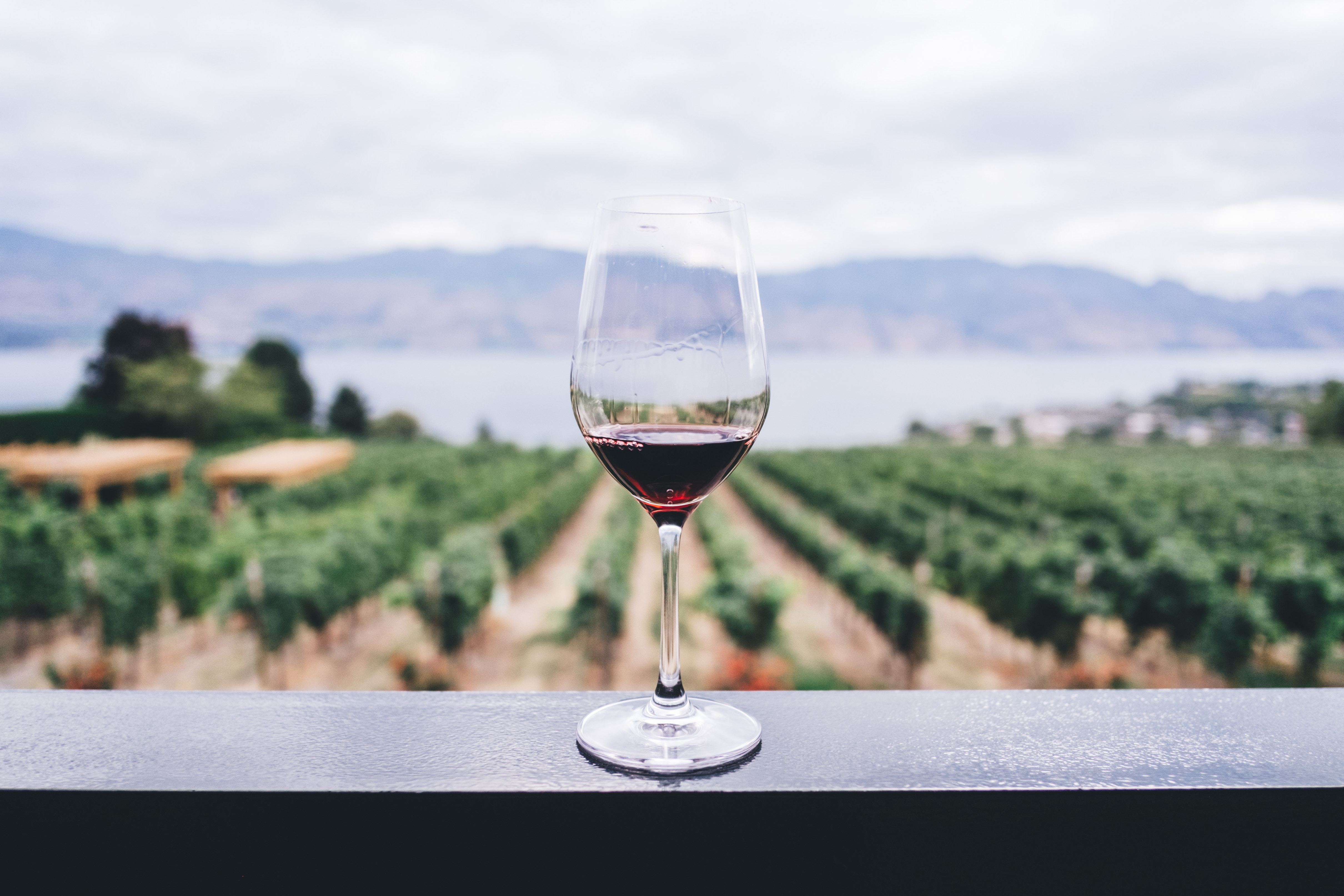 A glass of red wine in an Italian vineyard