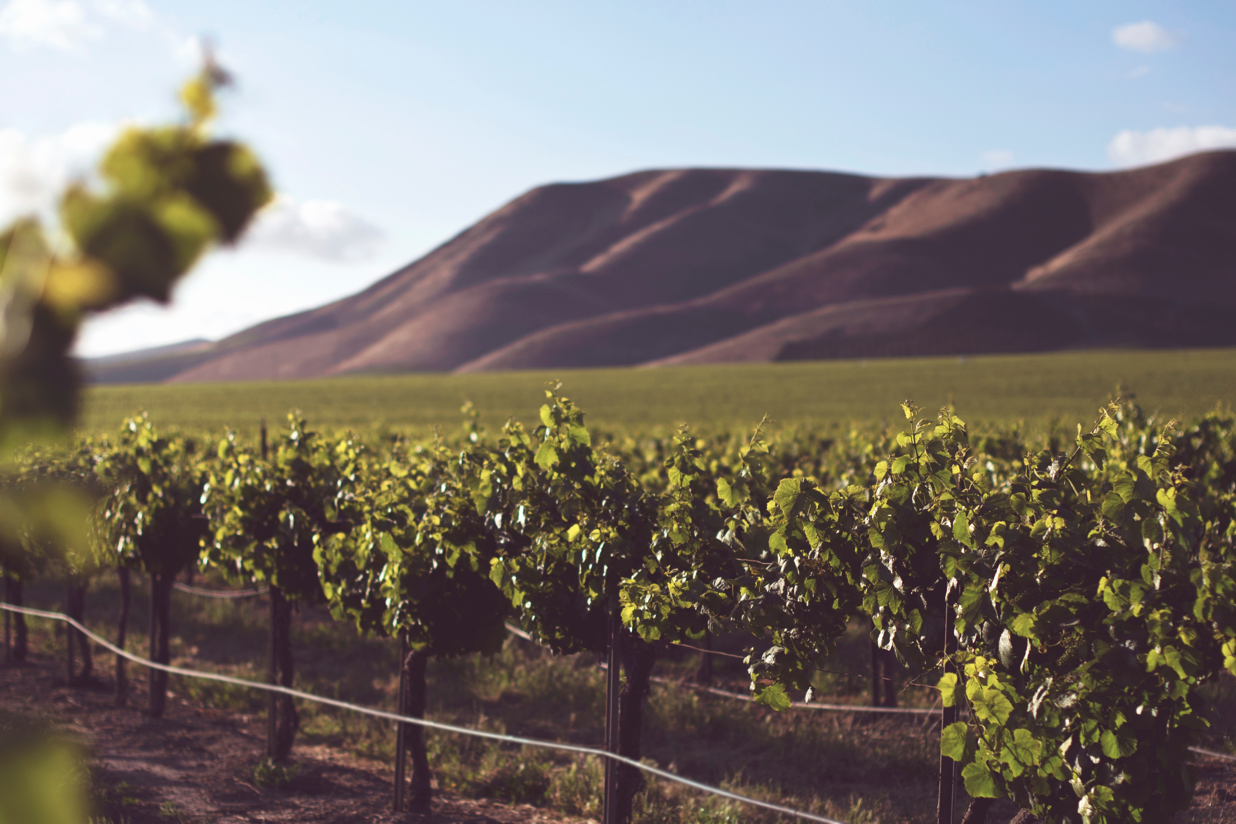 A vineyard near our Italian villas 