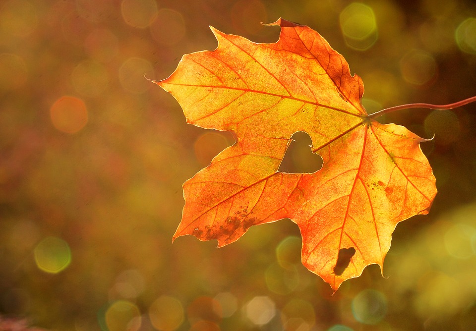 Falling leaves in Italy