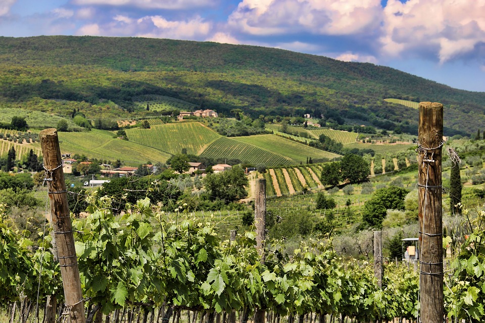 Vineyard in Tuscany