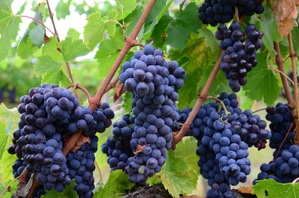 Grapes in Tuscany