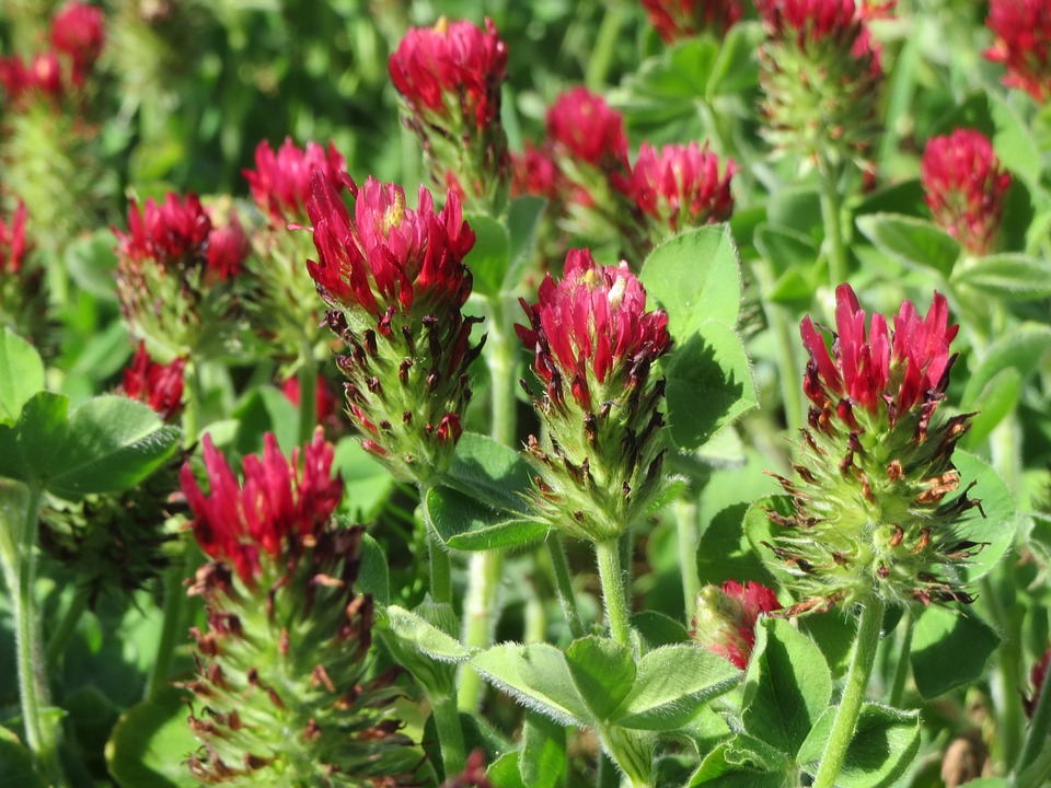 Flowers in the gardens