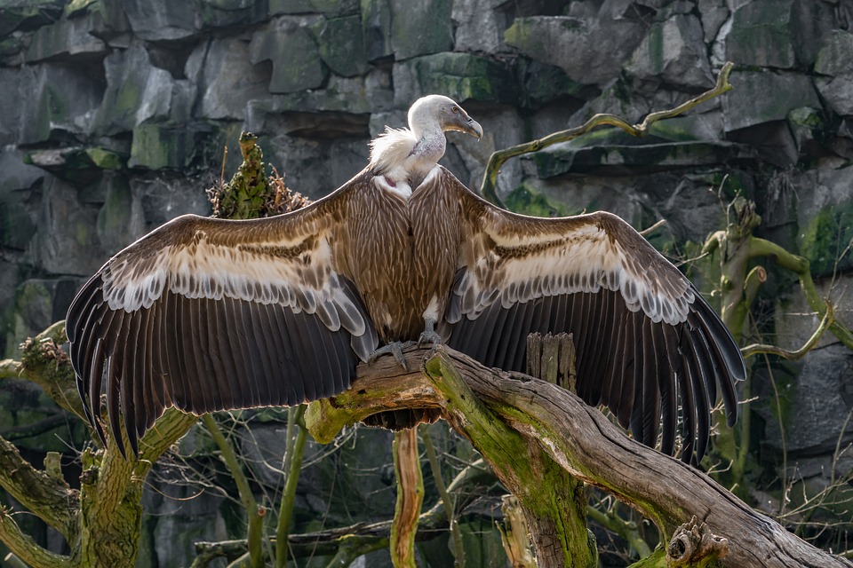 A griffon vulture on an old tree branch