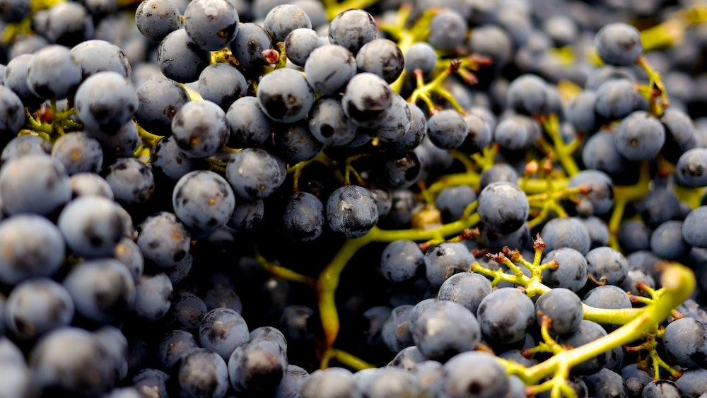 An abundance of black grapes. 