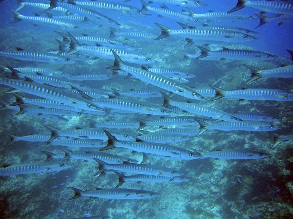 A school of barracudas