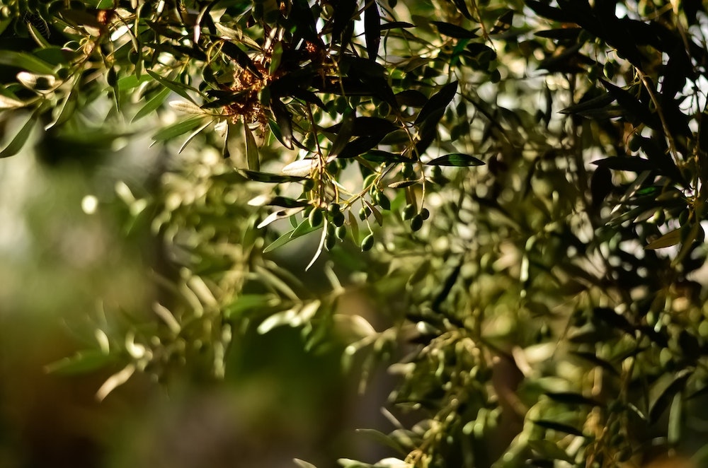 Olives growing in a tree.