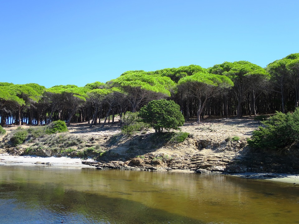 A pine forest in Budoni, Sardinia