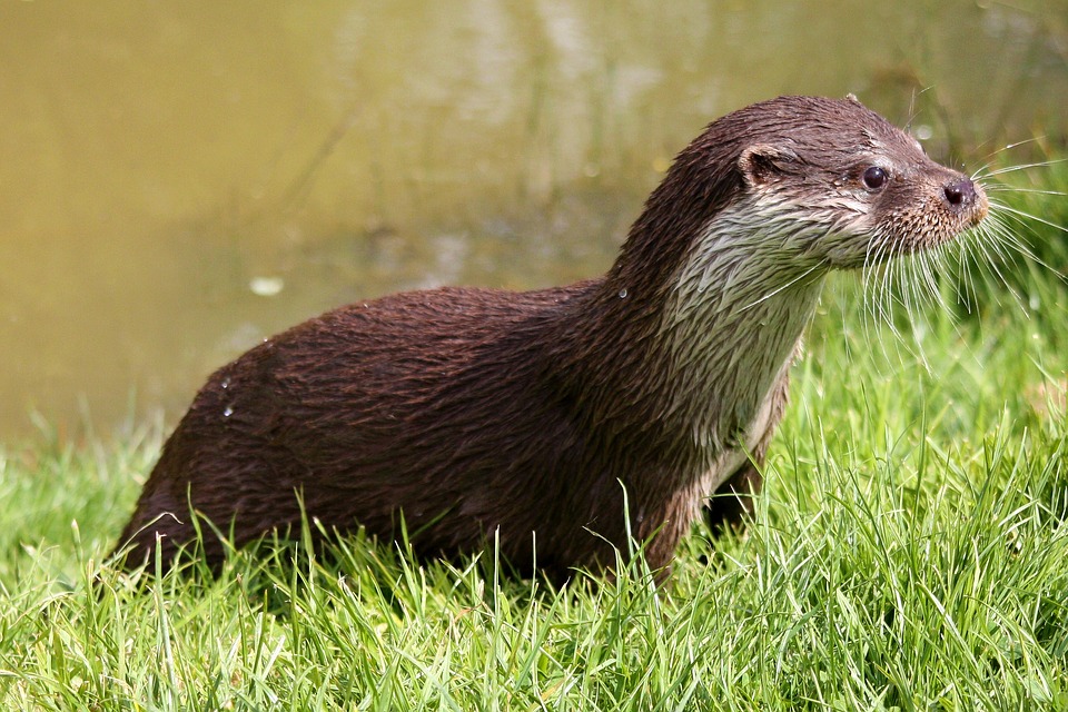 A European otter with wet fur