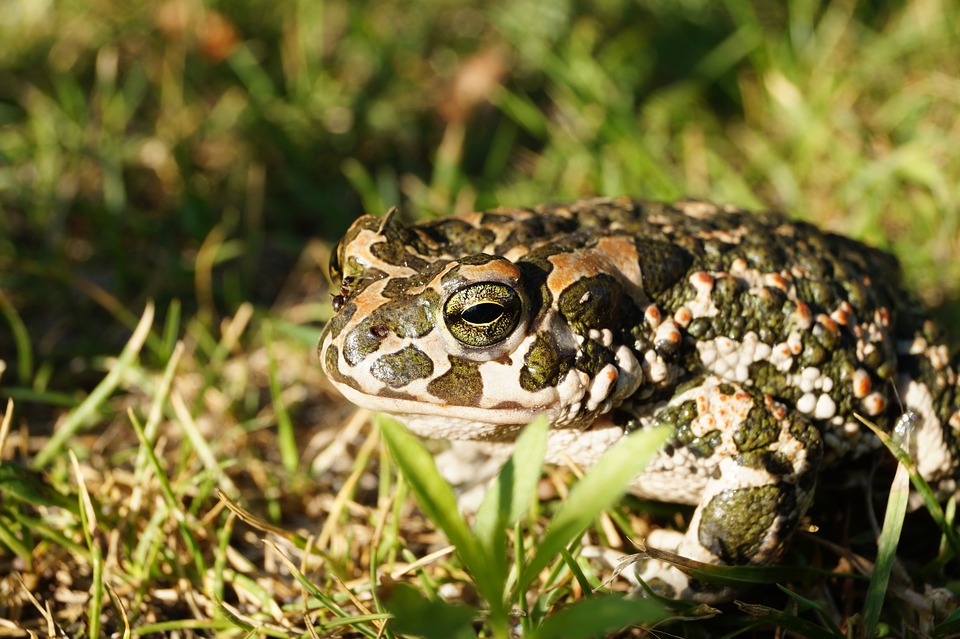 A European toad with green spots