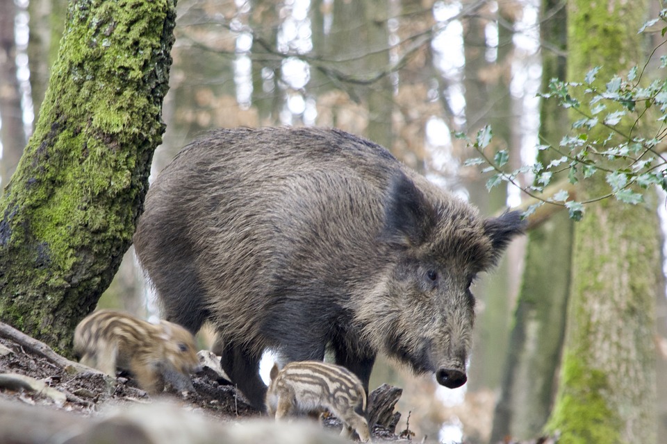 A wild boar with piglets in a forest